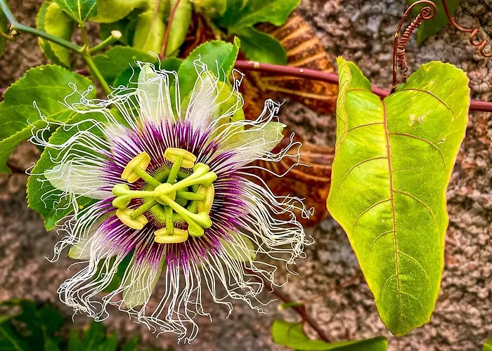 Indigo Star House Prázdninový dům Ribeira Brava
