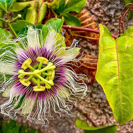 Indigo Star House Ferienhaus Ribeira Brava